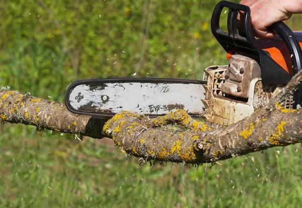 Professional Mobile Tree Removal Service for Every Need